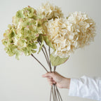 Sacae5996c773479fa540faa419584e507